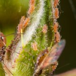 Formica alata ed afidi - Foto F. Crovetto